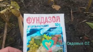 Осенняя обработка в саду. Флоксы.