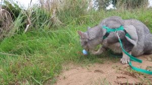 24 ЧАСА ГОВОРЮ ДА КОТУ БЕЗ ЛАПЫ | СКУПИЛИ ВСЕХ МЫШЕК