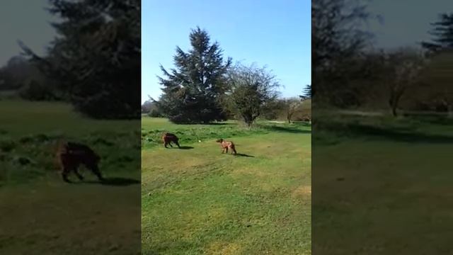 Boys walk- murphy & dad смотреть онлайн