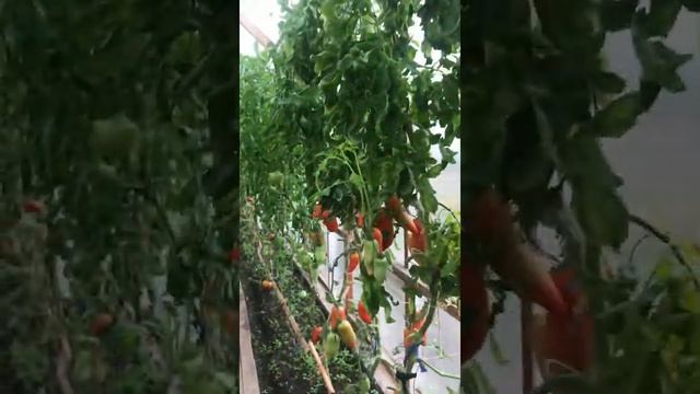 Томатный рай ? томат - золотое яблоко или яблоко любви смотреть онлайн