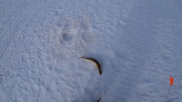 Щука на жерлицы в апреле. Шуруповерт DeWalt DCD996 с ледобуром Айсберг 160R смотреть онлайн