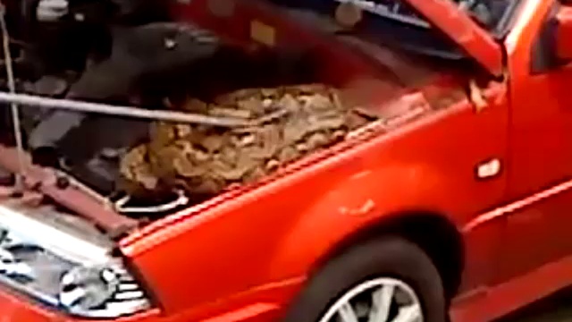 Змея забралась под капот машины смотреть онлайн