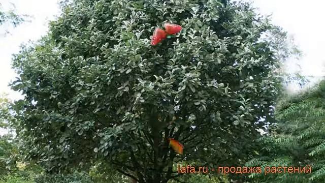 Рябина круглолистная Лютесценс (sorbus aria) ? Лютесценс обзор: как сажать, саженцы рябины Лютесцен смотреть онлайн