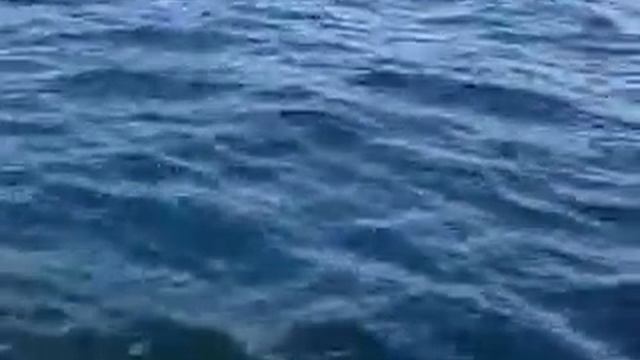 Рыба Верная