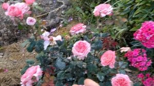 #РозаМаритим Очаровательная роза Маритим. Яркий луч в сентябре. Саженец от Меховских.