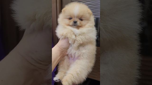мальчик Померанского шпица, доступен😘 смотреть онлайн