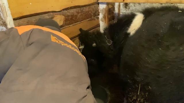 Пропил голос! Коровы на не идеальном содержании! смотреть онлайн