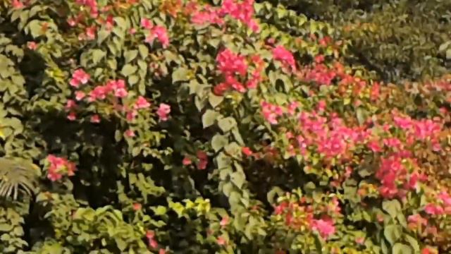 Beautiful Bougainvillea Flower Garden in Alipore Zoo / Alipore Zoological Gardens, Kolkata - NT смотреть онлайн