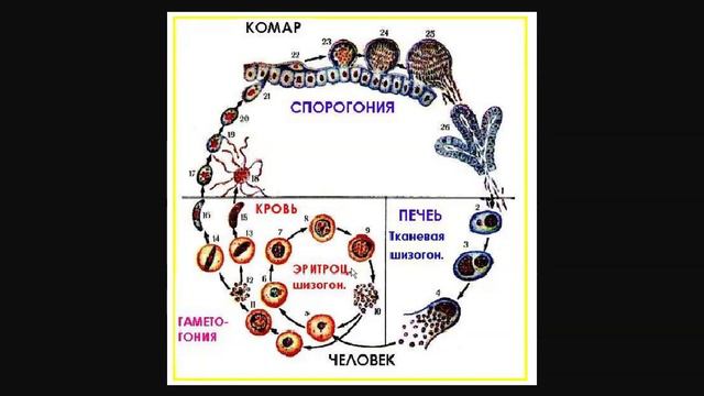Малярия эритроциты