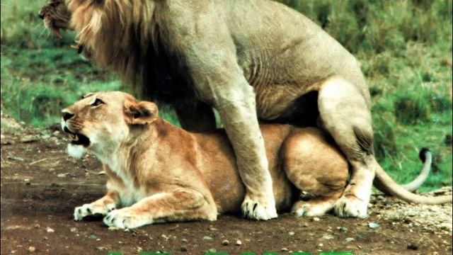 Pussycat - Le Chat смотреть онлайн