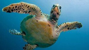 Сколько живут черепахи?