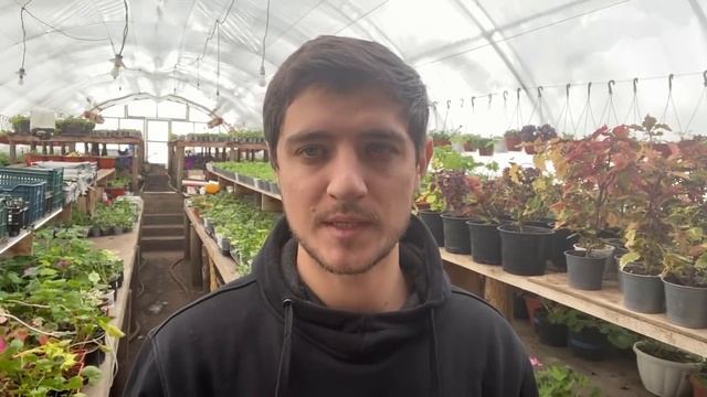 Бизнес на рассаде овощей от А до Я. Видео для начинающих! смотреть онлайн