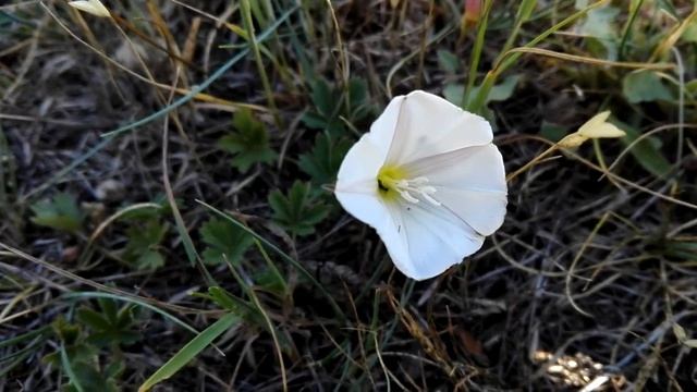 Convolvulus arvensis (Wild morning-glory) смотреть онлайн