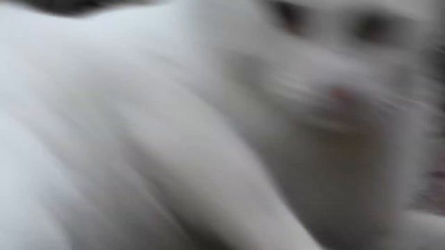 Белоснежный котяра-2. Санаторий Валуево. Профпопрошайка. Samsung WB850F смотреть онлайн