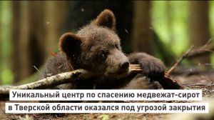 Уникальный центр по спасению медвежат-сирот в Тверской области оказался под угрозой закрытия