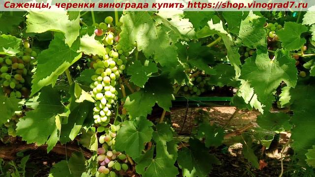 КИШМИШ АТТИКА 10 июля 2024 года - парад окрашивания ультраранних сортов и форм винограда в сравнени смотреть онлайн