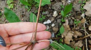 Как размножить клематис — размножение черенками летом