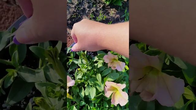 Формирование петунии в кашпо смотреть онлайн