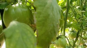 ?Томат - сорт полосатое бычье сердце ?