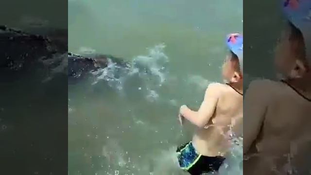 Крокодил купается в Черном море. Анапе 2017 смотреть онлайн