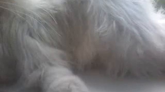 как сделать чтобы у питомца.FR пахла шерсть ?!♡ смотреть онлайн