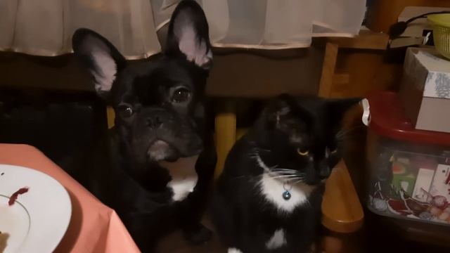 Дружба французского бульдога и кота.