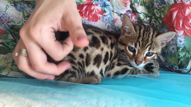 Гуся, когда был еще добрым котёнком :)