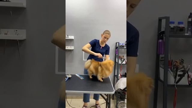 ГРУМИНГ ШПИЦА / УХОД ЗА ШПИЦЕМ 2 часть / ПРЯМОЙ ЭФИР / GROOM SCHOOL смотреть онлайн