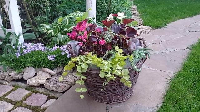 Цветочные композиции в кашпо. Как сочетать цветы в кашпо. Горшечный садик. смотреть онлайн