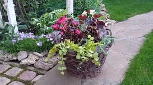 Цветочные композиции в кашпо. Как сочетать цветы в кашпо.  Горшечный садик.