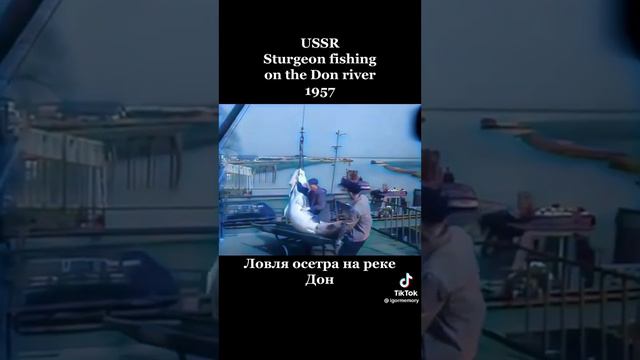 ловля осетра на реке дон смотреть онлайн