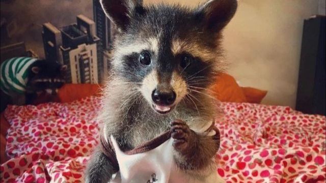 Еноты ? смешное видео про диких животных смотреть онлайн