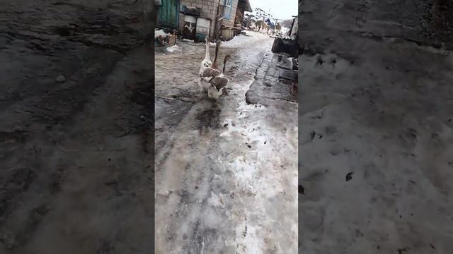 Здравствуйте,аван.Кстати у этого хозяина еще есть на продажу Холмогоры.Самки от 5000 рубсамцы дорож смотреть онлайн