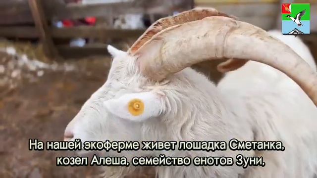 Приглашение на экоферму «Деревенька» г. Череповец смотреть онлайн