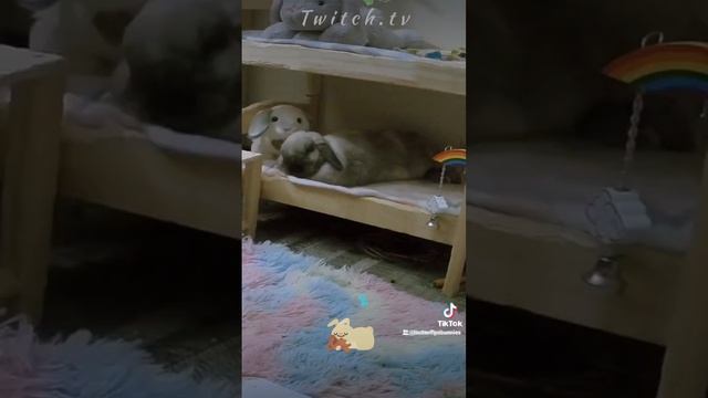 Bunnies Sleep So Peacefully #sleep #animals #cute #bunny