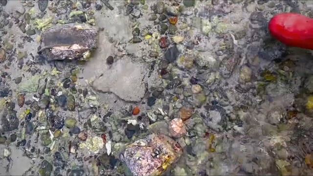 Fisherman catches crab, sea cucumber, fish and shellfish | Catching seafood | Coastal foraging. смотреть онлайн