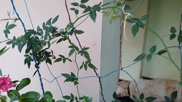 Red Cascade Rose смотреть онлайн