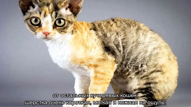 Кудрявые кошки — примеры названий популярных пород смотреть онлайн