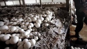 Выращивание Шампиньонов в домашних условиях как бизнес идея