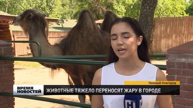 Японский сад появился в нижегородском «Лимпопо» смотреть онлайн