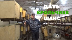 Индивидуальные особенности крольчих