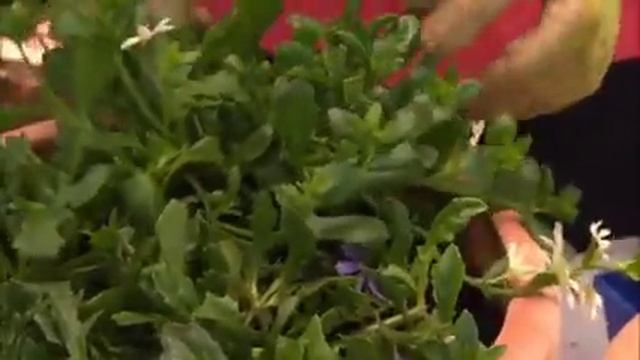 The Garden Gurus - Scaevola Surdiva смотреть онлайн