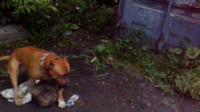 Собака хочет **ахнуть камень смотреть онлайн