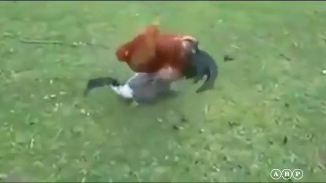 Приколы про петухов смотреть онлайн