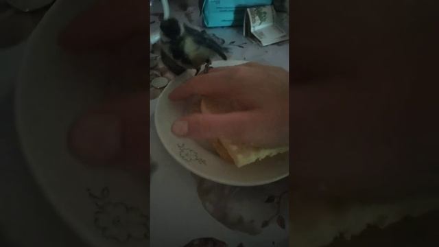 Домашняя синица 3 смотреть онлайн