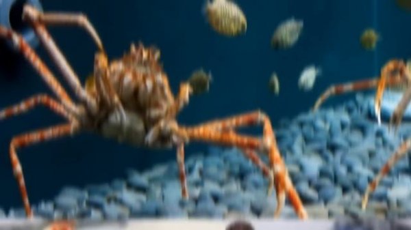 Top 10 Creepiest Deep Sea Creatures