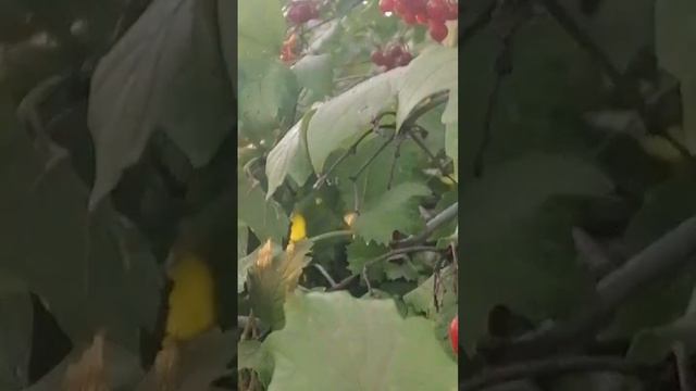Калина красная после дождя. И солнышко ясное. 🌞 смотреть онлайн