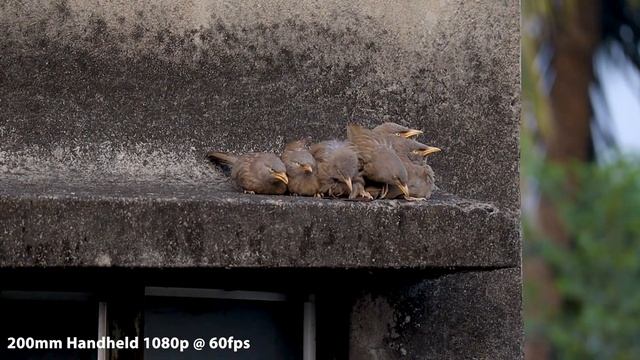 Canon M200 bokeh photo and video samples at 200mm смотреть онлайн