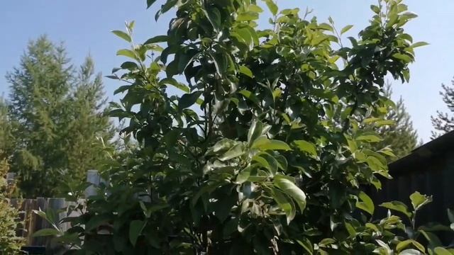 Моя дача, цветы смотреть онлайн