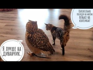Искренняя радость кошки Морошки, когда в гости приходит сова филин Ёлка